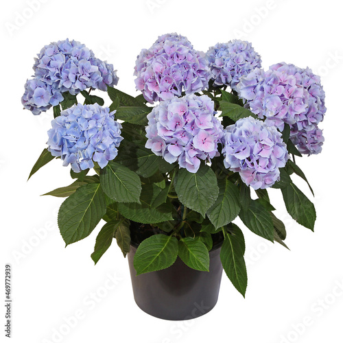 Foto Hortensia bleu en pot