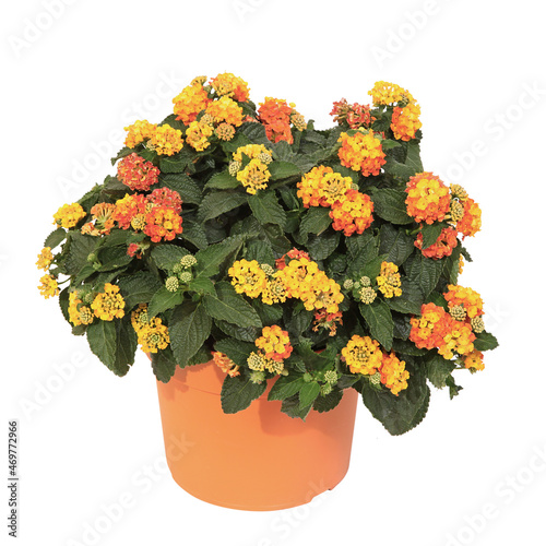 Tableau sur toile Lantana orange et jaune en pot