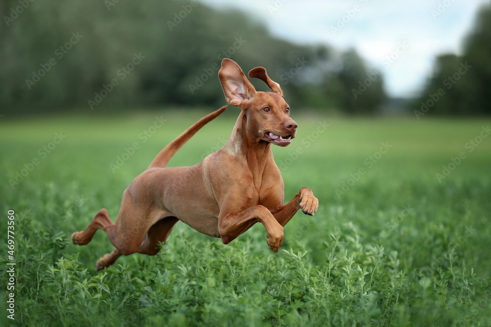 A beautiful Hungarian Vizsla dog runs across the field A beautiful Hungarian Vizsla dog runs across the field