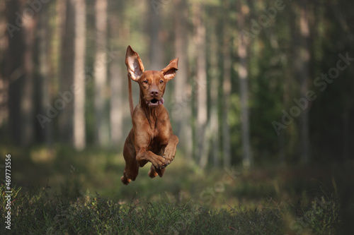 A beautiful dog vizsla runs through the forest photo