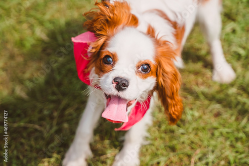 Cavalier King Charles spaniel happily looks up. A happy dog in a bandana is jumping on the lawn