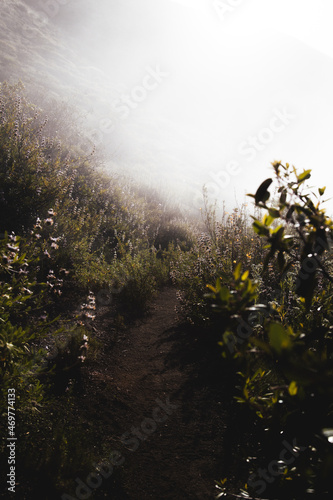 Fototapeta Naklejka Na Ścianę i Meble -  mist path hike