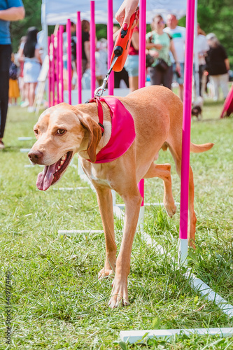 Hungarian vyzhla passes the obstacle course for agility competitions. Hunting dog runs between sticks in slalom photo