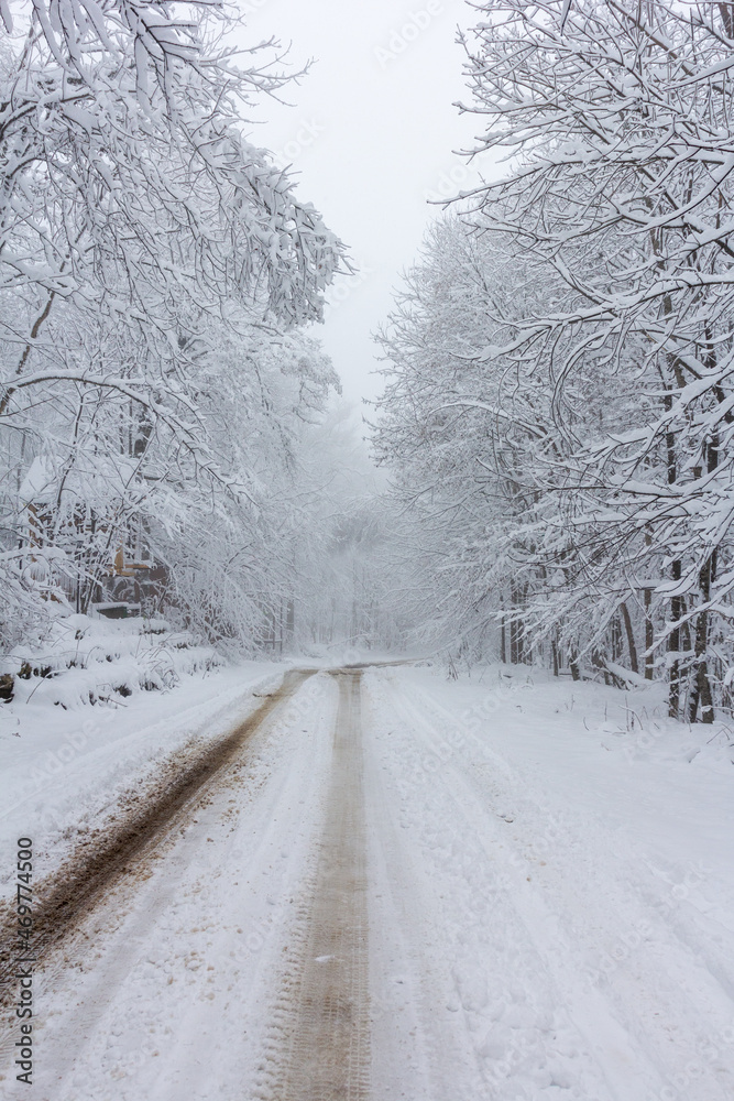 Winter, the first snowfall in the nature park, fluffy snow enveloped everything in a white blanket, snowflakes floating in the air.