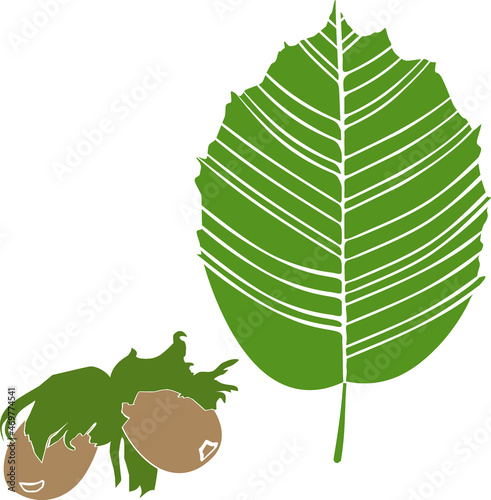 Silhouette of hazelnuts and green leaf isolated on white background