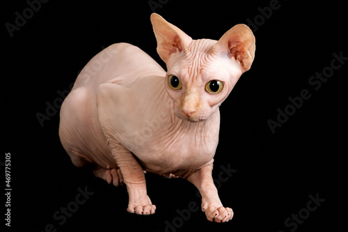 Sphynx cat on the black background excited
