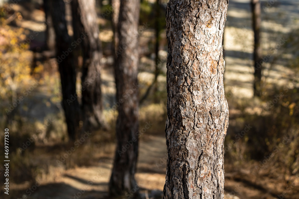 Tree trunks in pine forest 