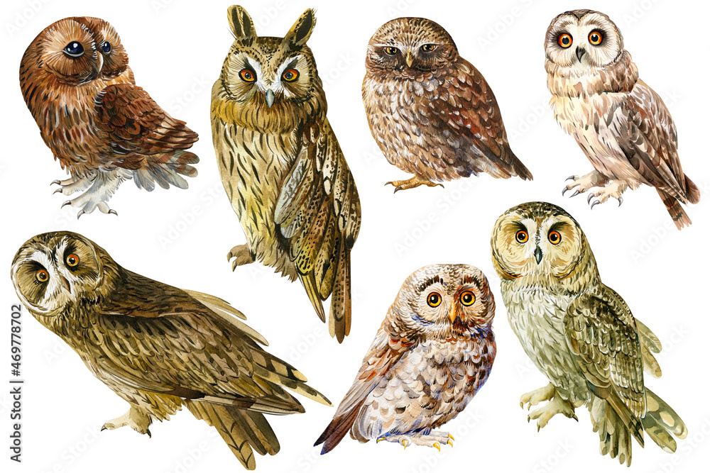 Fototapeta premium Set owl, birds on an isolated white background, watercolor drawing.