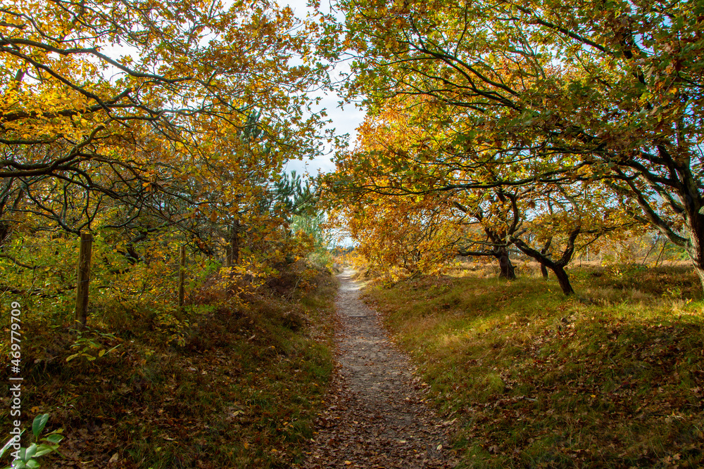 path through autumn landscape