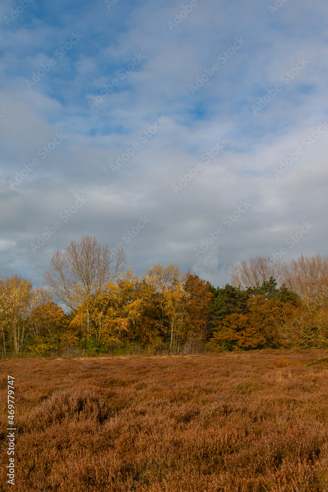 Autumn landscape with heather and colourful trees