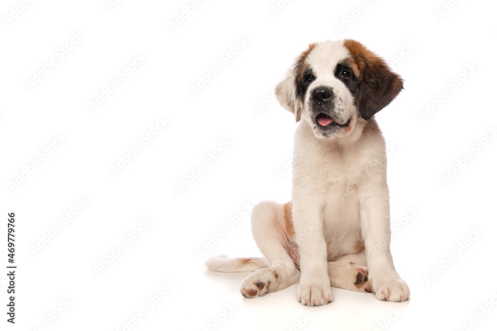 Cute Saint Bernard puppy dog looking at the camera, sitting down on a isolated white background