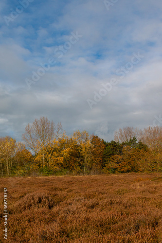 Autumn landscape with heather and colourful trees