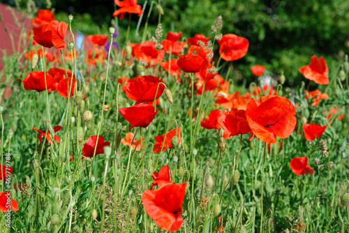 red poppy flowers on a green background. large beautiful blooming poppies in the green grass in the rays of a summer sunset. poppies in the field close-up, bokeh, blurred background