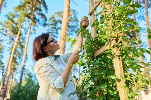 Woman caring for a climbing rose bush, tying branches on a wooden support