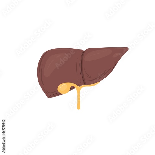 Cartoon flat person liver isolated on empty background-health care,human anatomy internal organ diagnostics,medical treatment and therapy,educational material concept,web site banner ad design