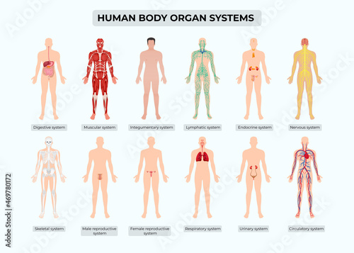 HUMAN BODY ORGAN SYSTEMS 