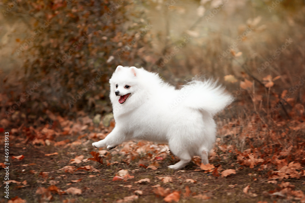 Fototapeta premium Handsome white spitz in autumn in the forest