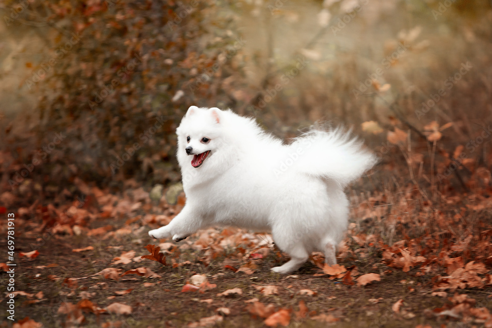 Handsome white spitz in autumn in the forest