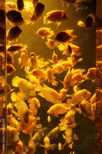 Amphilophus citrinellus - lemon walnut - window under the surface of a fish pond.  photo