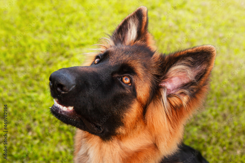 Portrait of a young German shepherd dog.