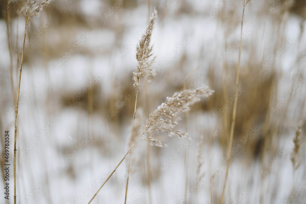 Fototapeta premium ears of wheat