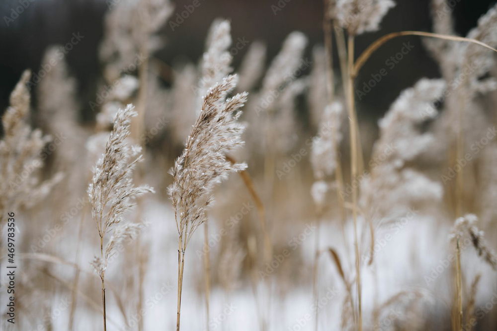 Fototapeta premium frost on the grass
