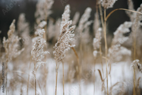 reeds in winter © Kristine