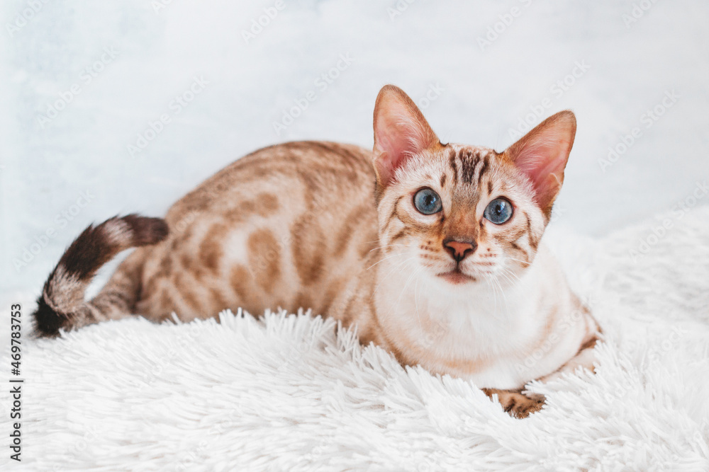 Beautiful Bengal cat with blue eyes on white soft fluffy plaid.