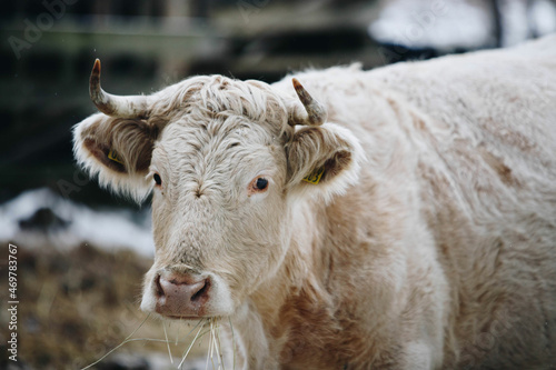 close up of a cow