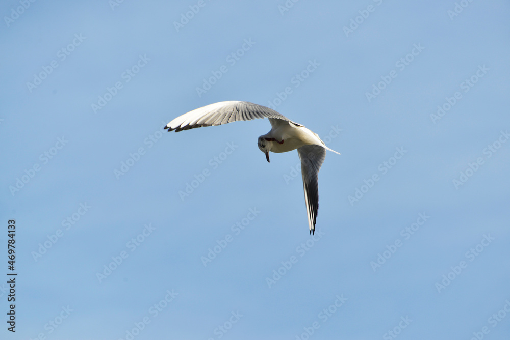 Obraz premium ユリカモメ