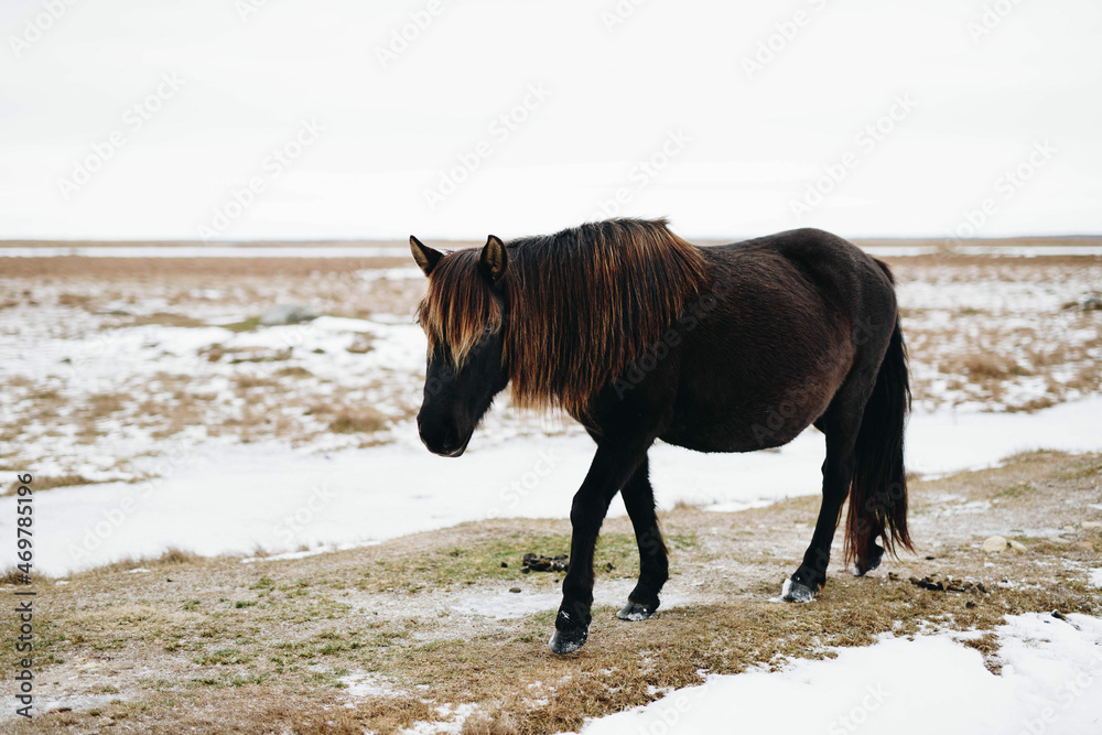 horse in snow horse in snow
