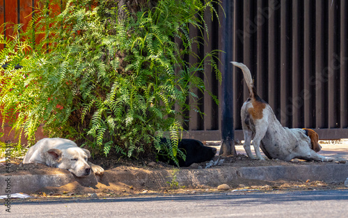 Manada perruna photo