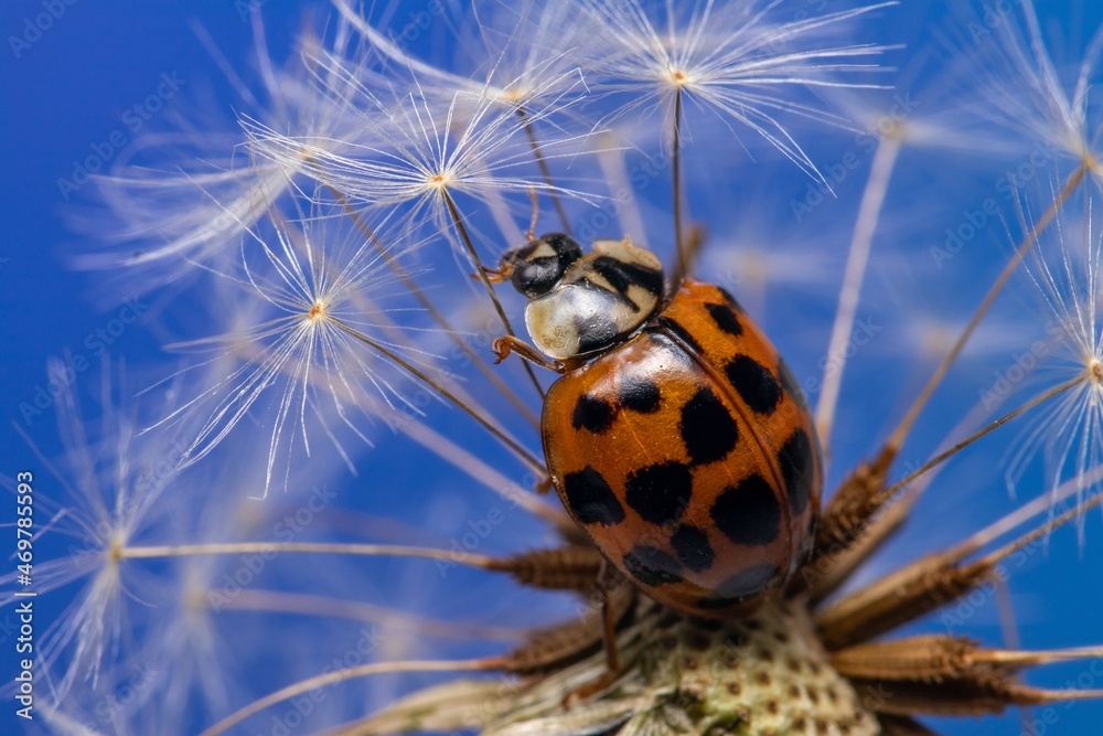 Fototapeta premium ladybird on a camomile