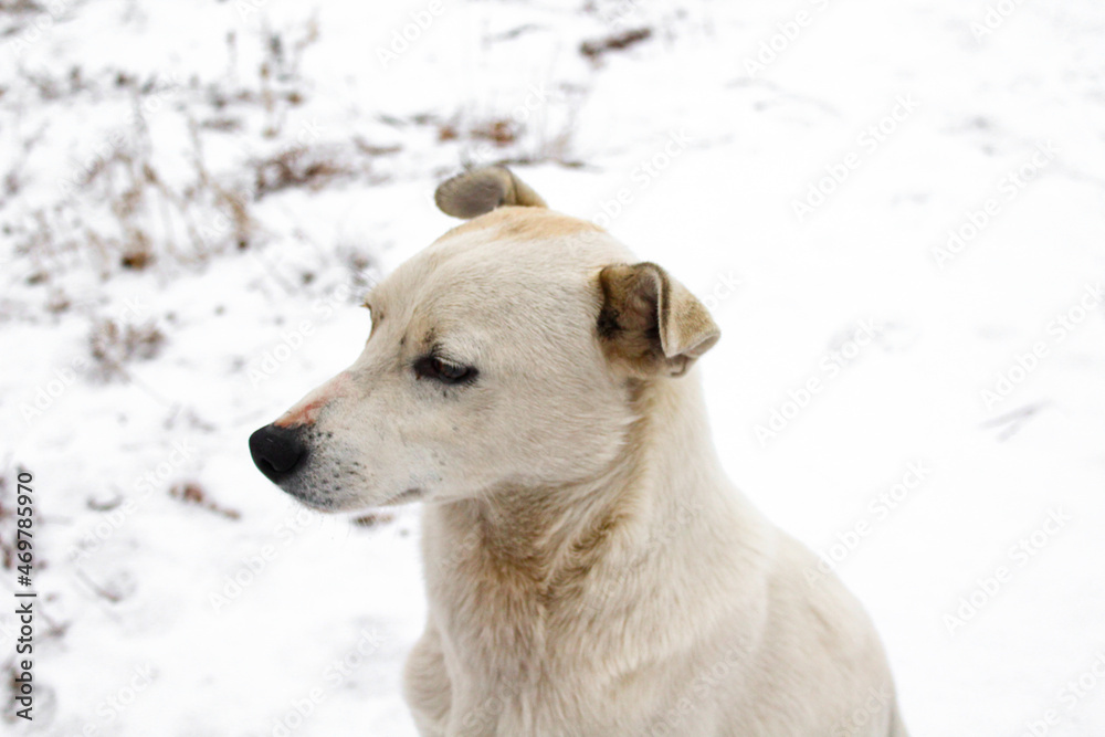 Obraz premium White dog in snow