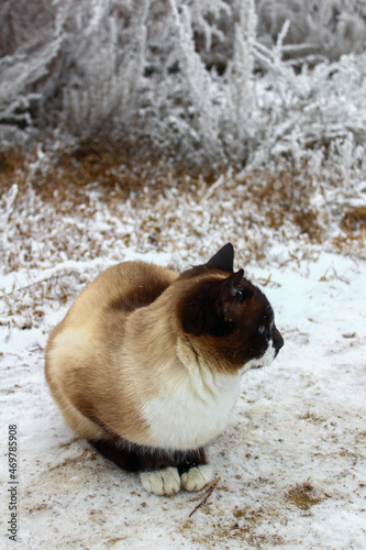 Fototapeta Naklejka Na Ścianę i Meble -   	Siamese Cat Exploring Snow Outdoor Cute Fluffy Kitten Walking in Snowdrift