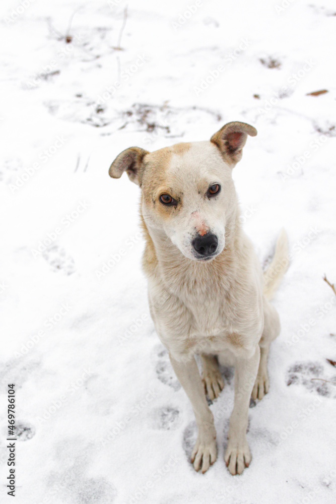 Naklejka premium White dog in snow