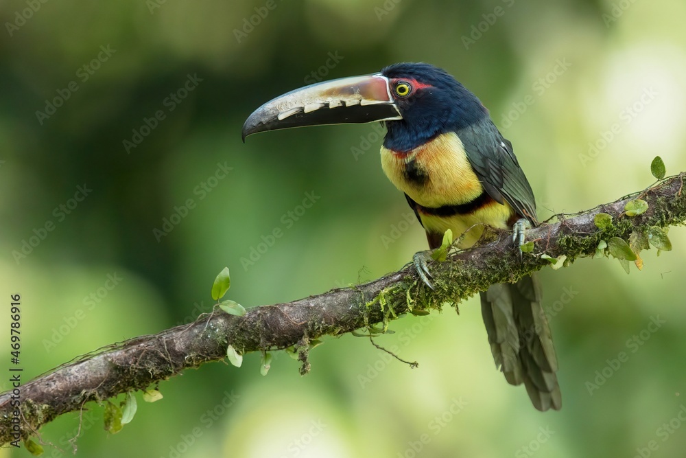 Fototapeta premium colared aracari in Costa Rica, wildlife