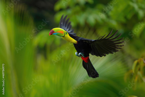 Tukan krátkozobý (Keel-billed toucan)