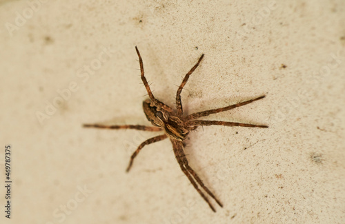 Zoropsis spinimana spider species, family of the Zoropsidae. Looks like a wolf spider