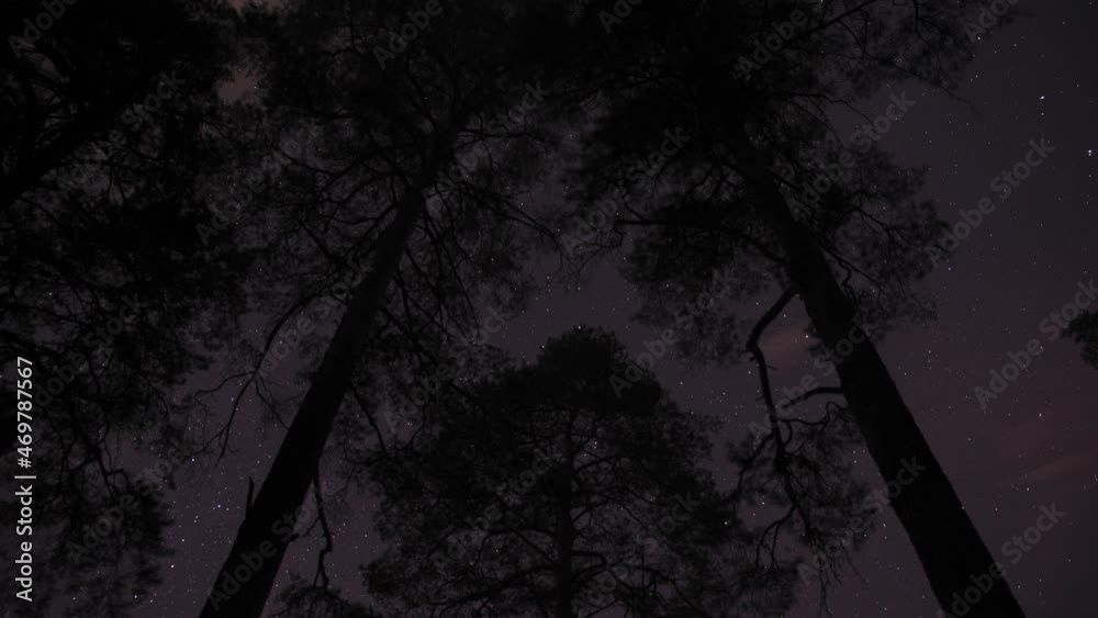Timelapse of the movement of stars in the night pine forest around the polar star