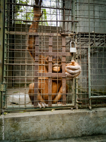 Photography Poor chimpanzee monkey locked in a cage at the zoo