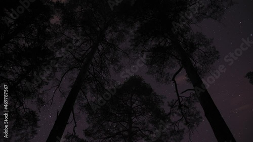 Timelapse of the movement of stars in the night pine forest around the polar star