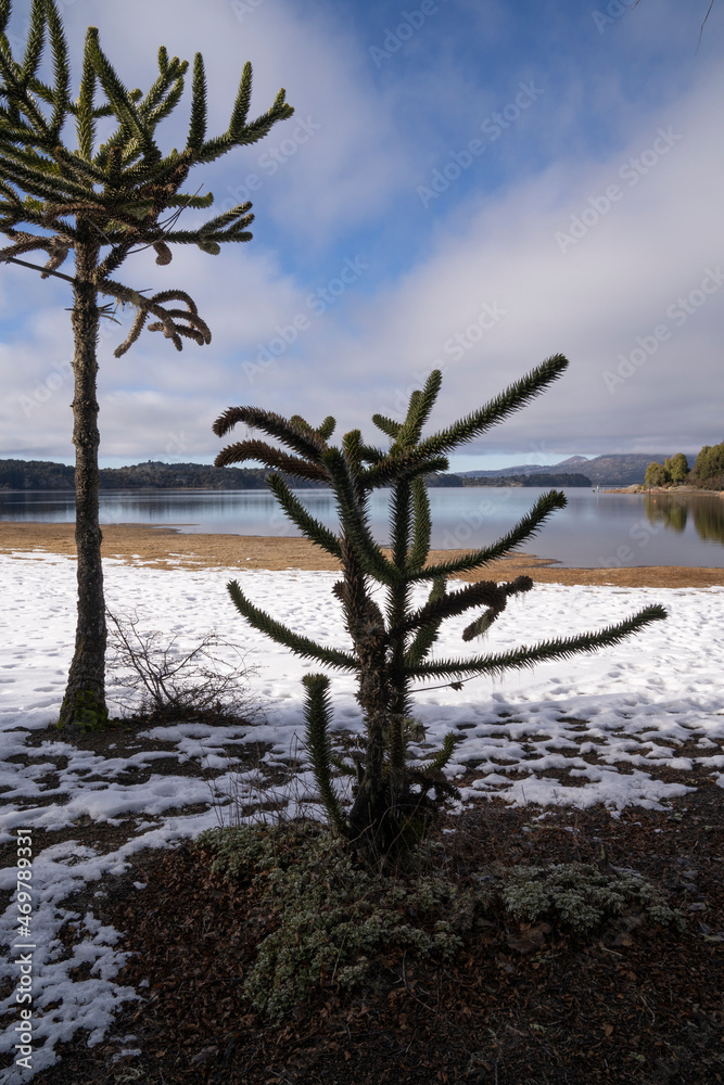Winter landscape. View of two Araucaria araucana trees, also known as monkey puzzle tree, growing in the lake's shore white snow, at sunrise.