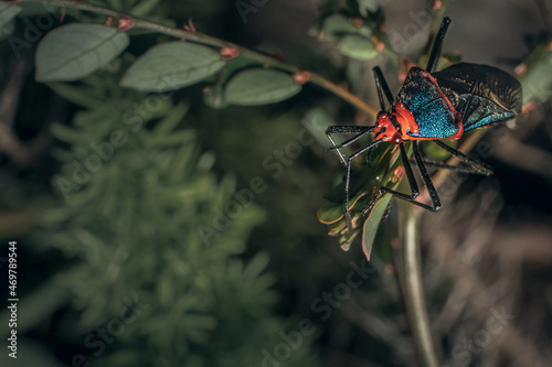 A macro photograhpy of a bug known as Sphictyrtus chrysis photo