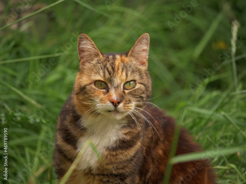 Calico adult cat in the grass medium shot