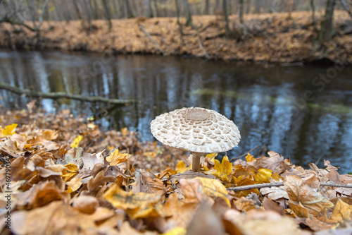 Obraz na plátně Parasol mushroom (Macrolepiota procera) in its natural environment surrounded by