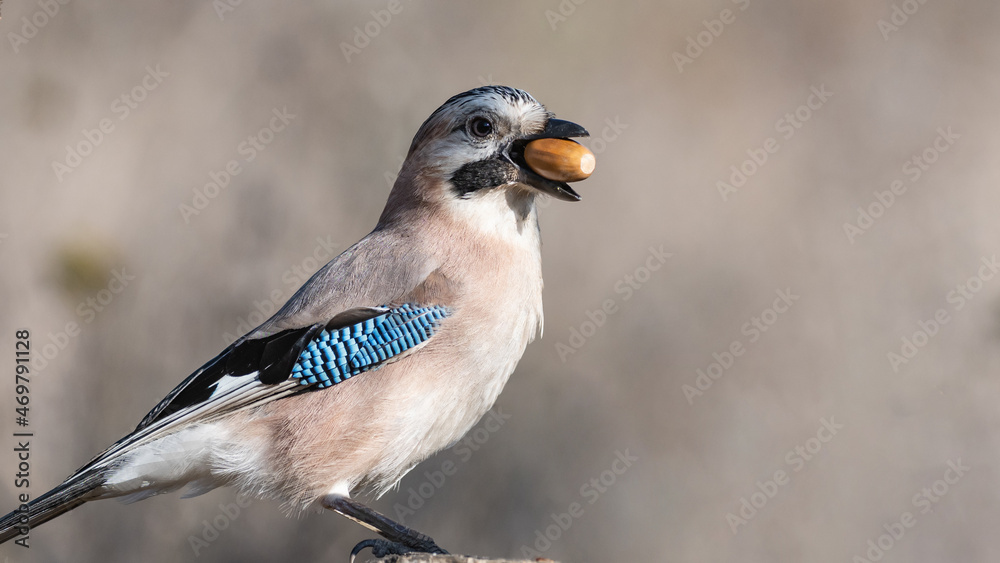 Eurasian jay Garrulus glandarius portrait close up Eurasian jay Garrulus glandarius portrait close up
