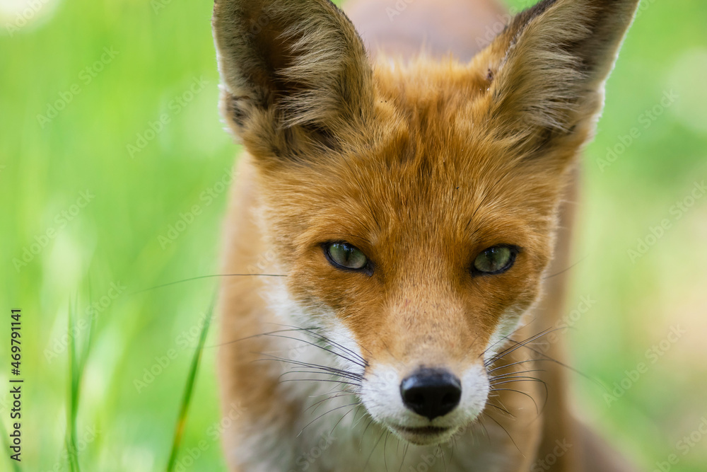 Fototapeta premium Portrait red fox Vulpes vulpes in the wild