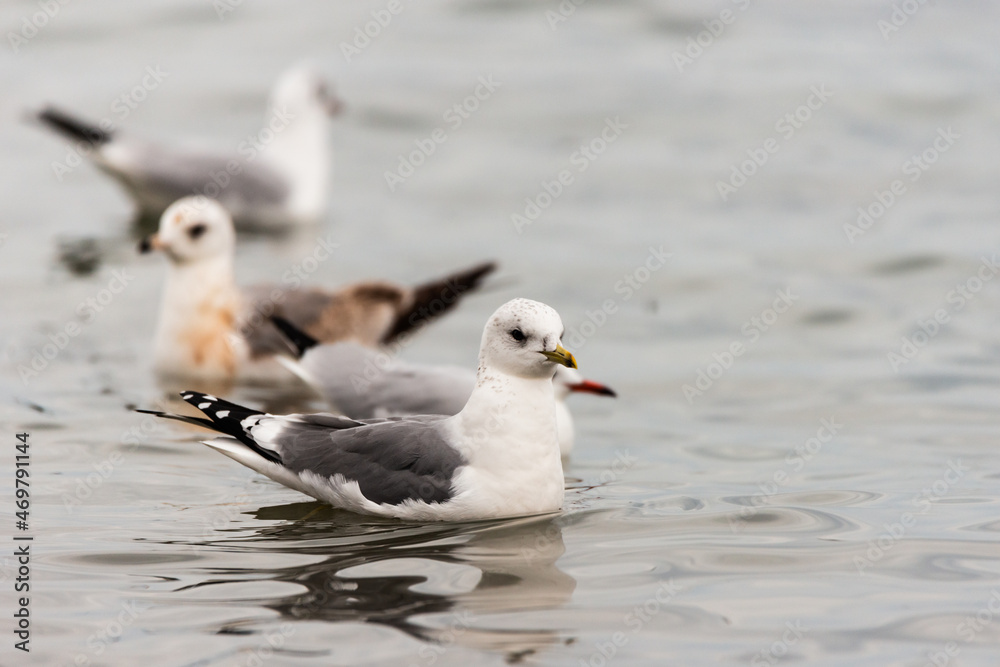 Common gull, Larus canus, bird in water Common gull, Larus canus, bird in water