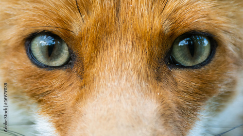 Red fox Vulpes vulpes close up photo